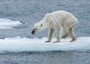 Foto di orso smagrito diventa emblema cambiamenti climatici