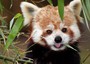 Al Parco Natura Viva piccoli panda rosso crescono
