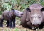 Rinoceronte Sumatra, a maggio fiocco rosa o azzurro