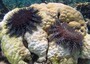 Barriere coralline 'intossicate' da creme solari