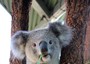 Eutanasia koala, troppi e muoiono di fame