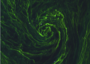 Una tempesta di alghe fotografata dallo spazio