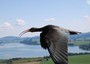 Ibis eremita a Orbetello, conclusa migrazione guidata