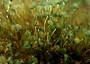 Acidificazione oceani indebolisce alghe verdi