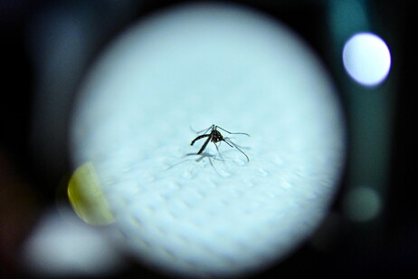 Un caso de dengue en Génova, joven que llegó desde Argentina