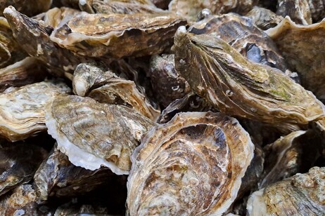 El calor y la contaminación complican la producción de ostras.