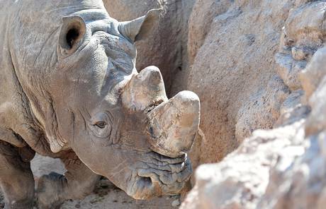 Nuovo ospite a Zoom Torino, un rinoceronte di 2 tonnellate