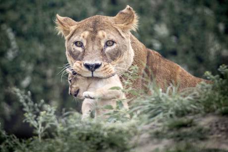 Copenhagen Zoo puts down four lions