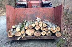 Abbatte 46 alberi per rubare legna