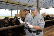 Abruzzo, Ue conferma Pescara indenne da virus bovini-caprini