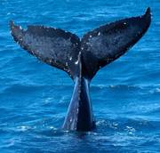 Dallo spazio il censimento delle balene