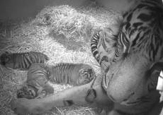 Tre cuccioli  per Melati, la tigre di Sumatra