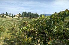 Vino: Toscana, Langhe e Sicilia mete top